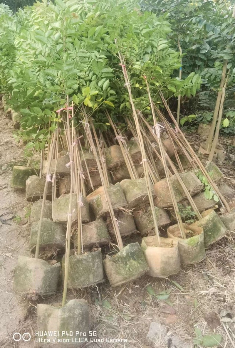 麻楝