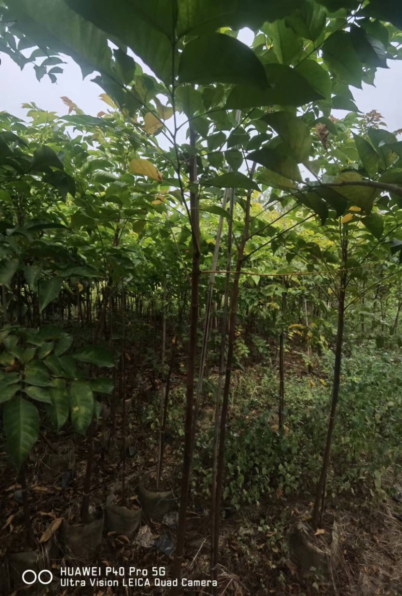 麻楝