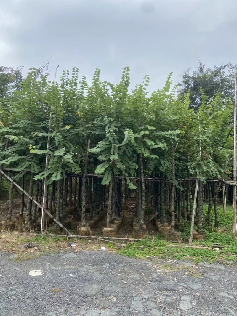 宫粉紫荆