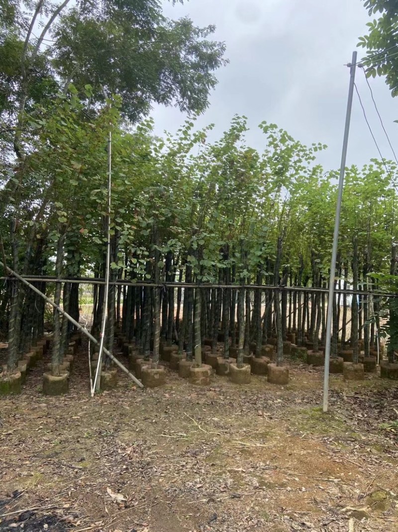 宫粉紫荆