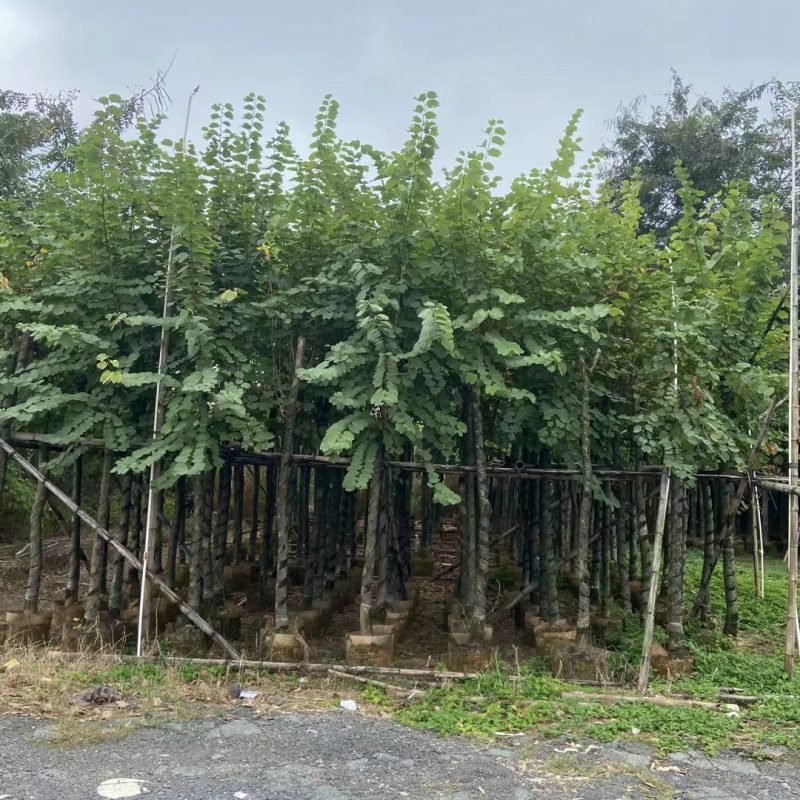 宫粉紫荆