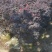 红花继木球