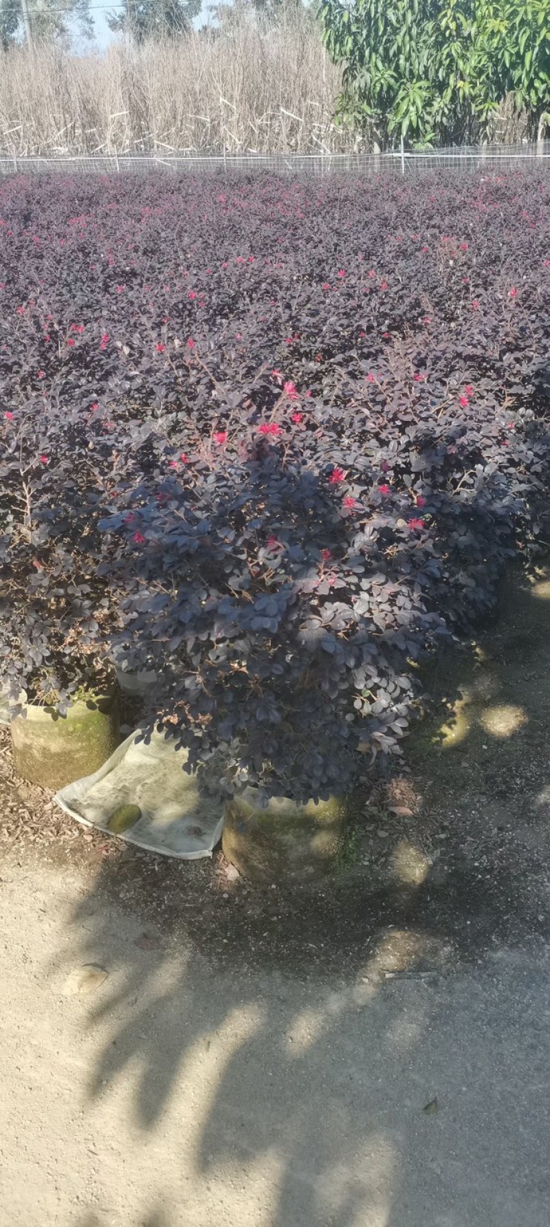 红花继木球