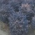 红花继木球