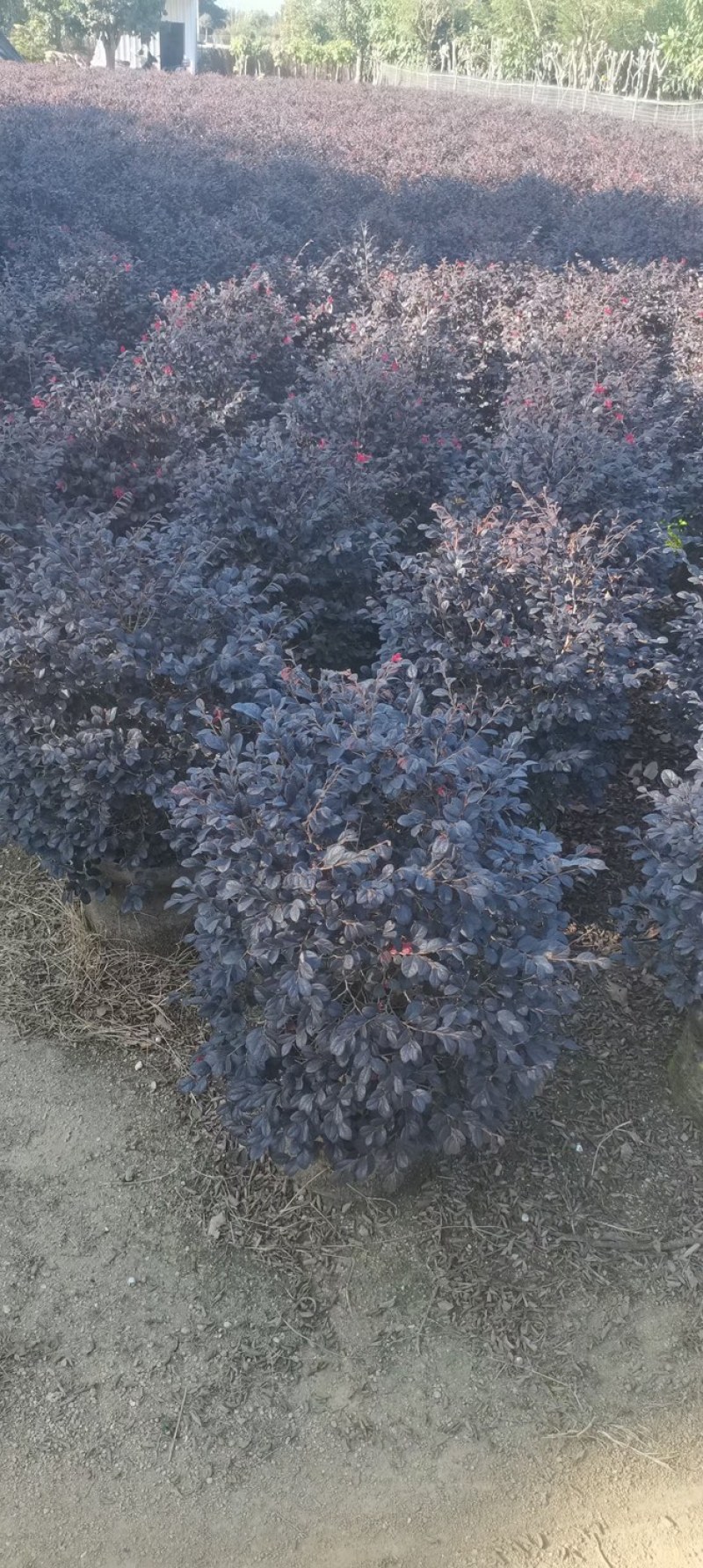 红花继木球