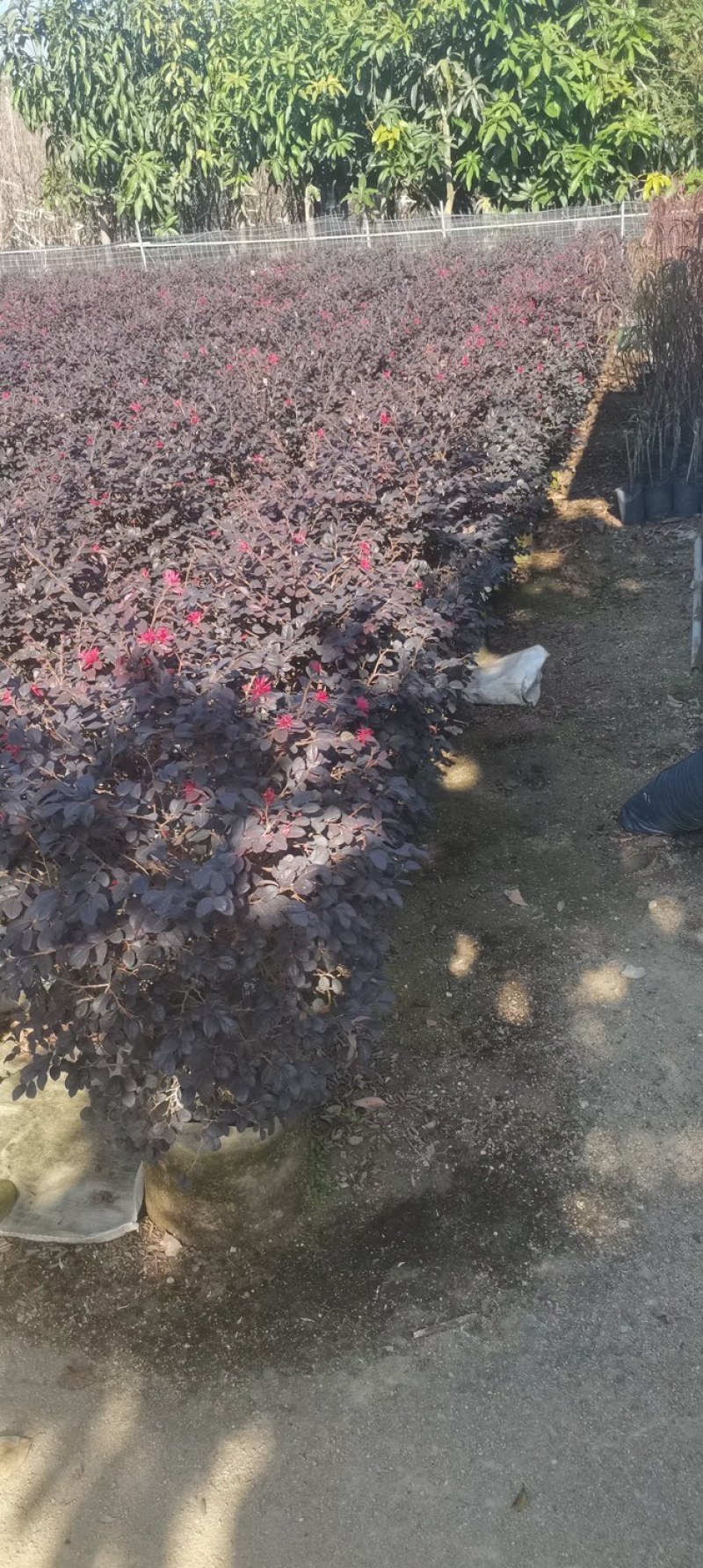 红花继木球