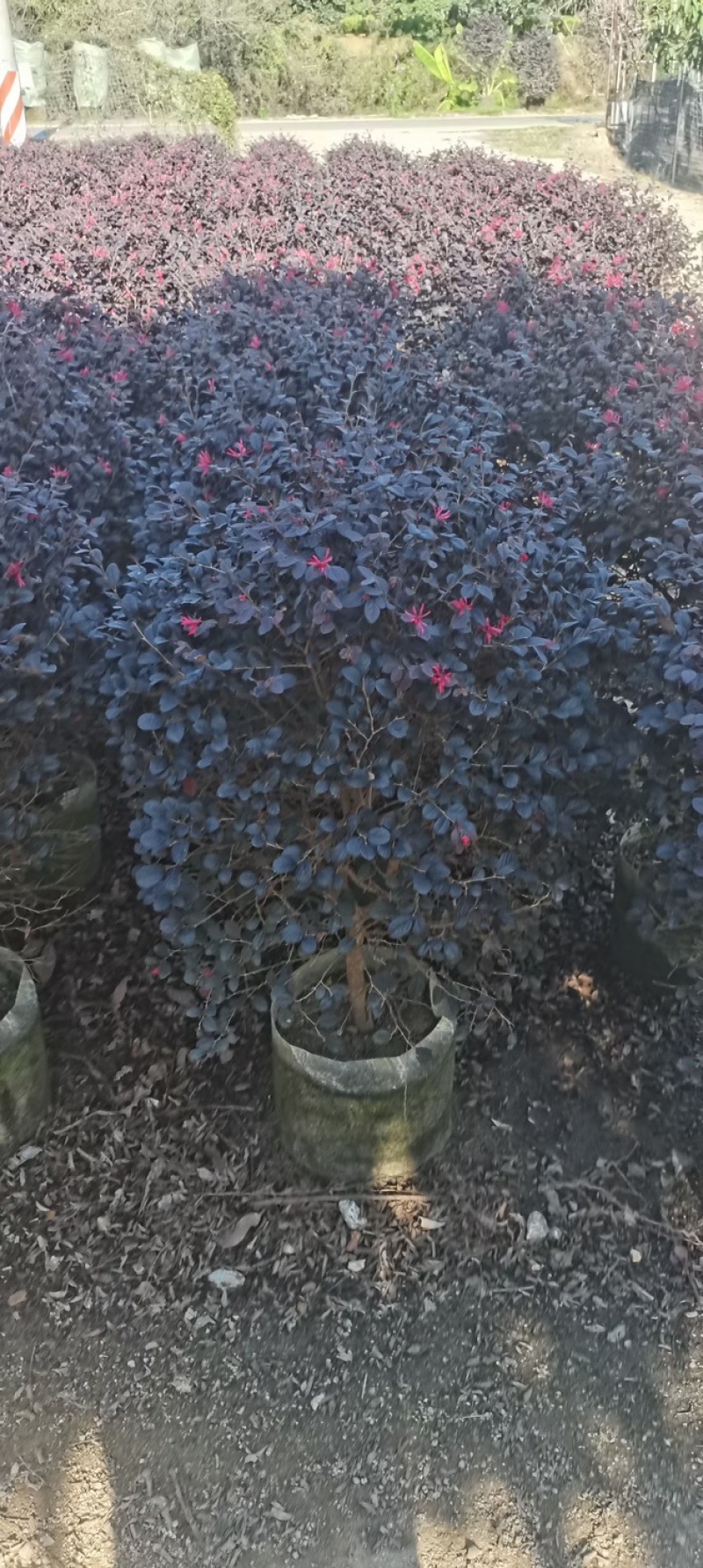 红花继木球