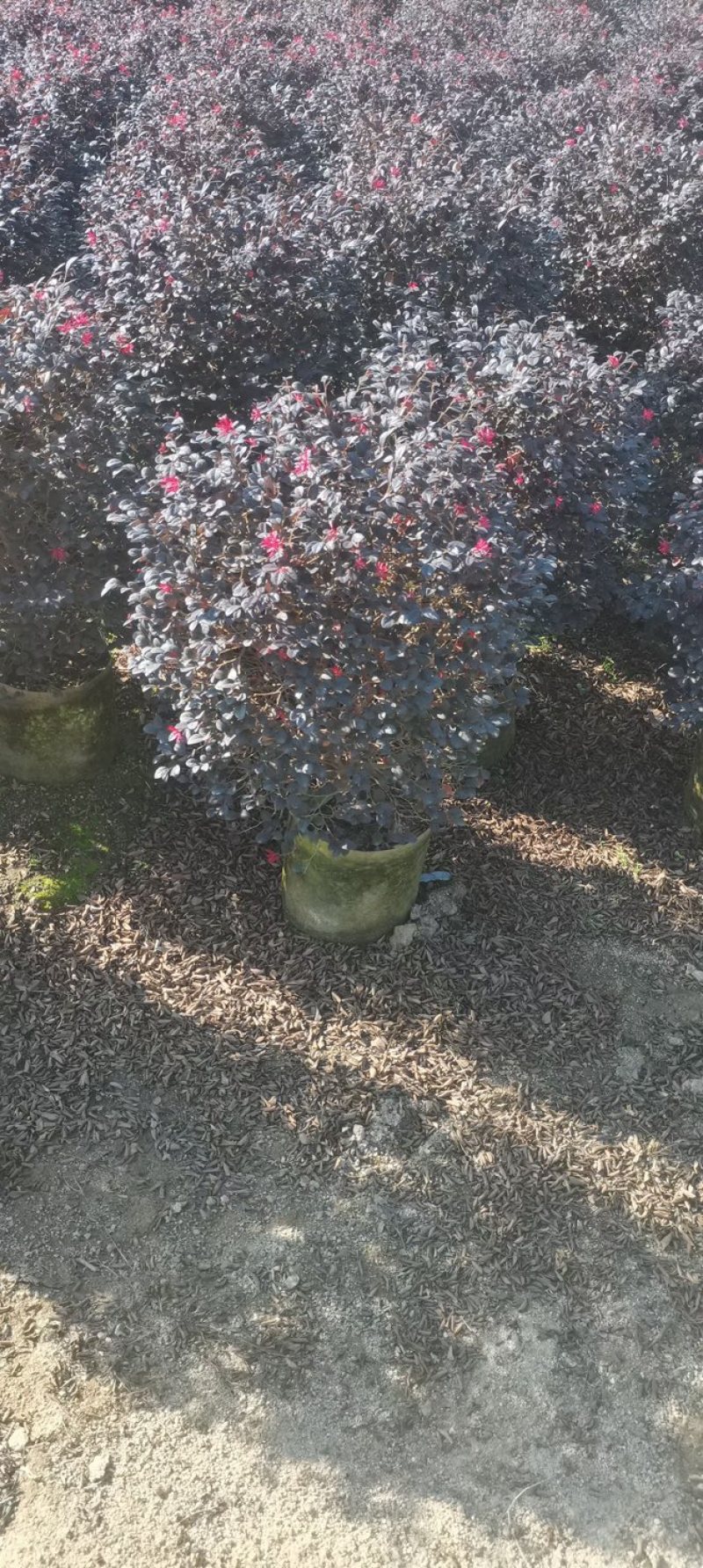 红花继木球
