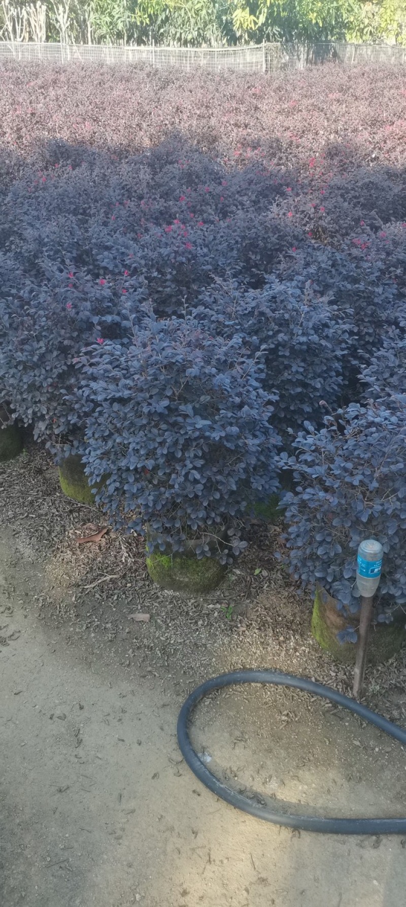 红花继木球