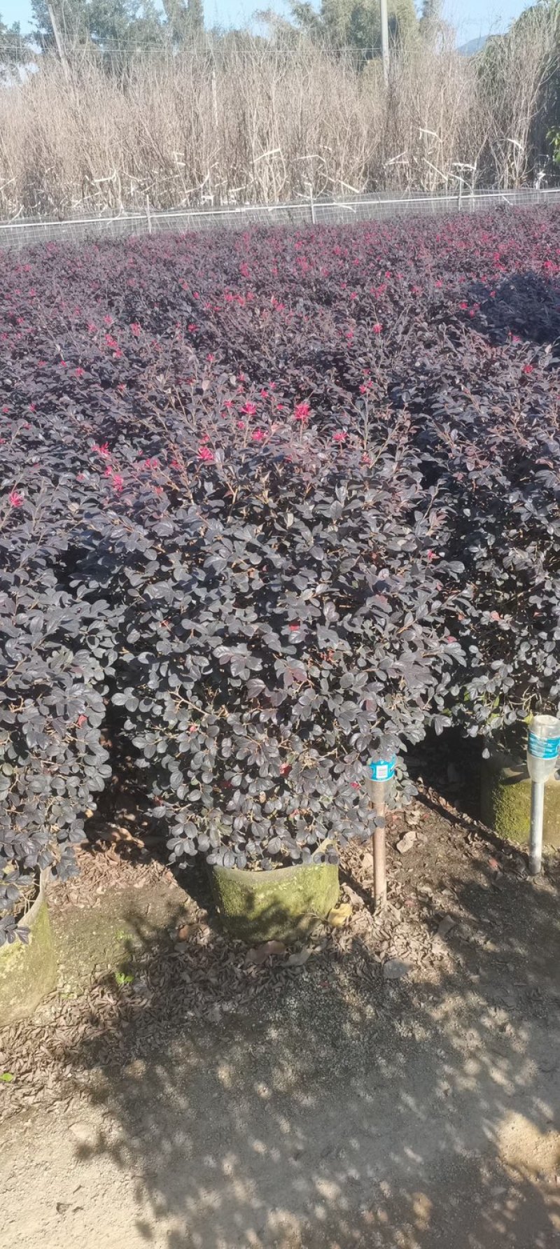 红花继木球