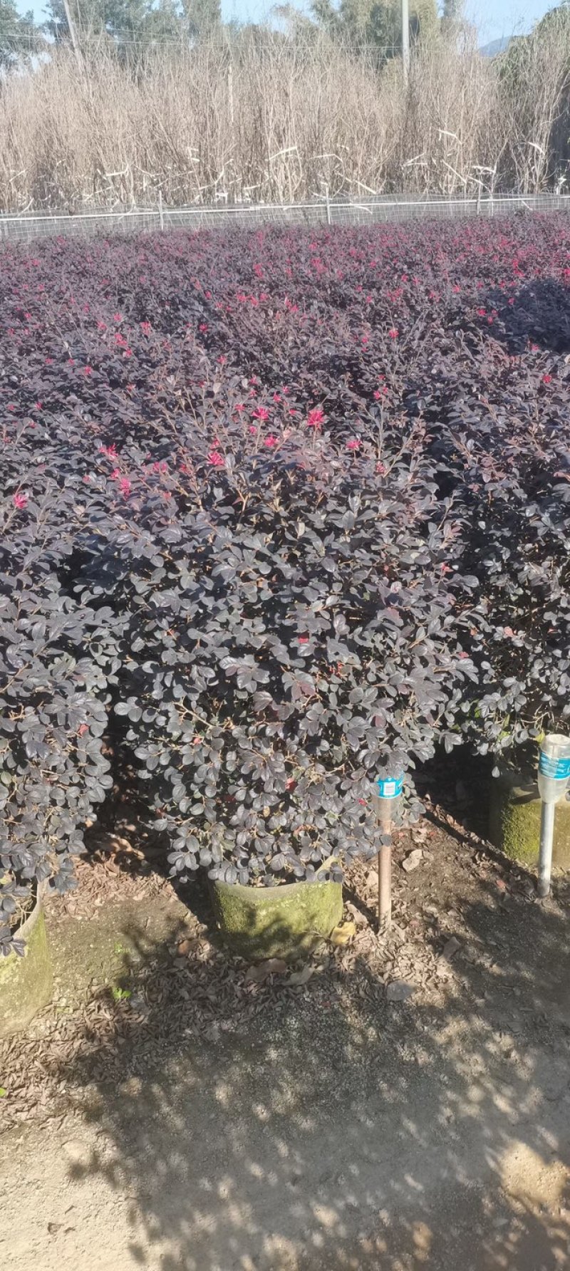 红花继木球