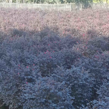 红花继木球