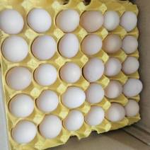广东土鸡蛋粉壳蛋品质保证产地直发可对接电商欢迎咨询