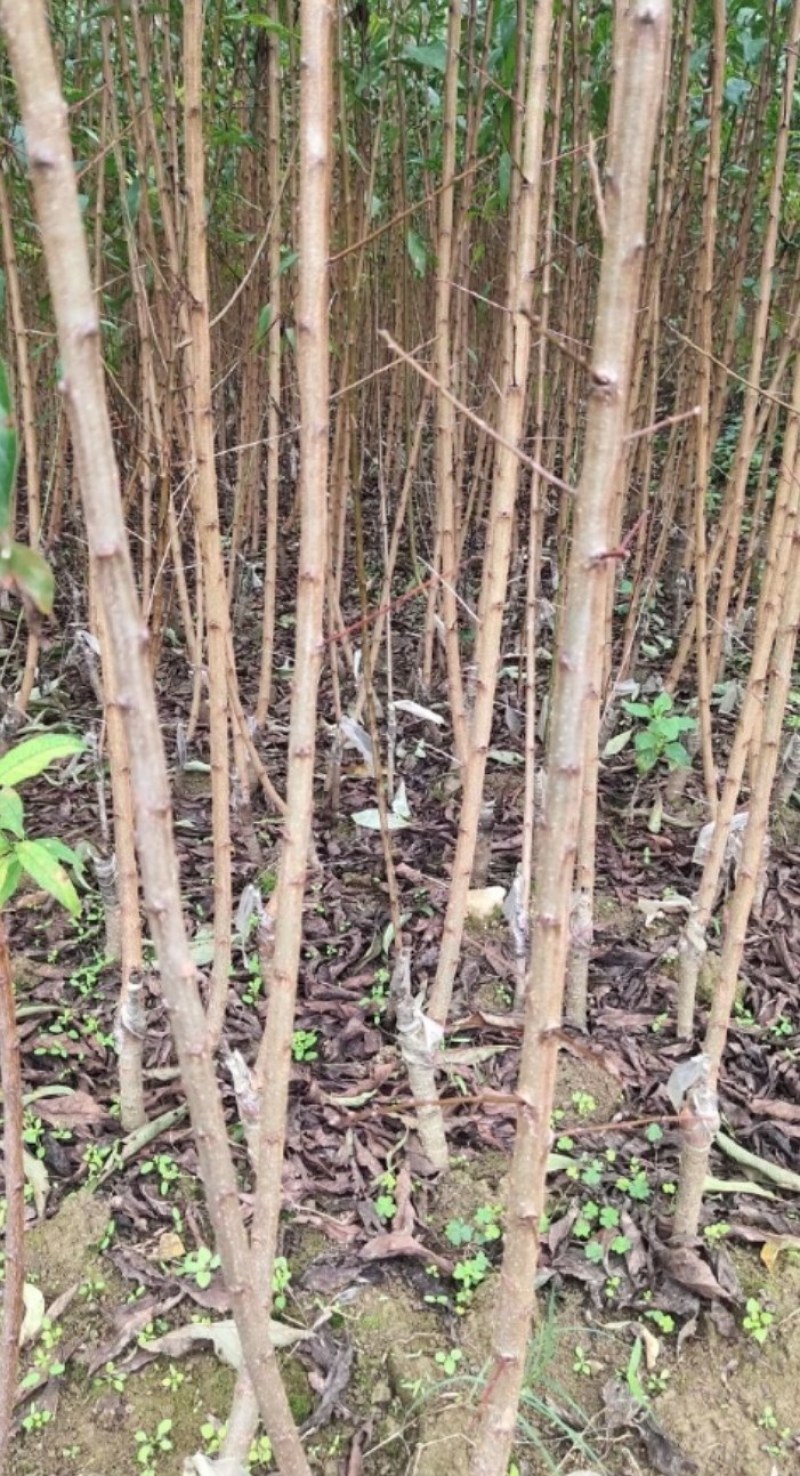 【蜂糖李树苗】又名龙李特甛产果率高不易开裂好种