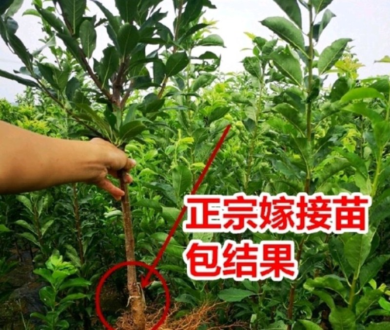 【蜂糖李树苗】又名龙李特甛产果率高不易开裂好种