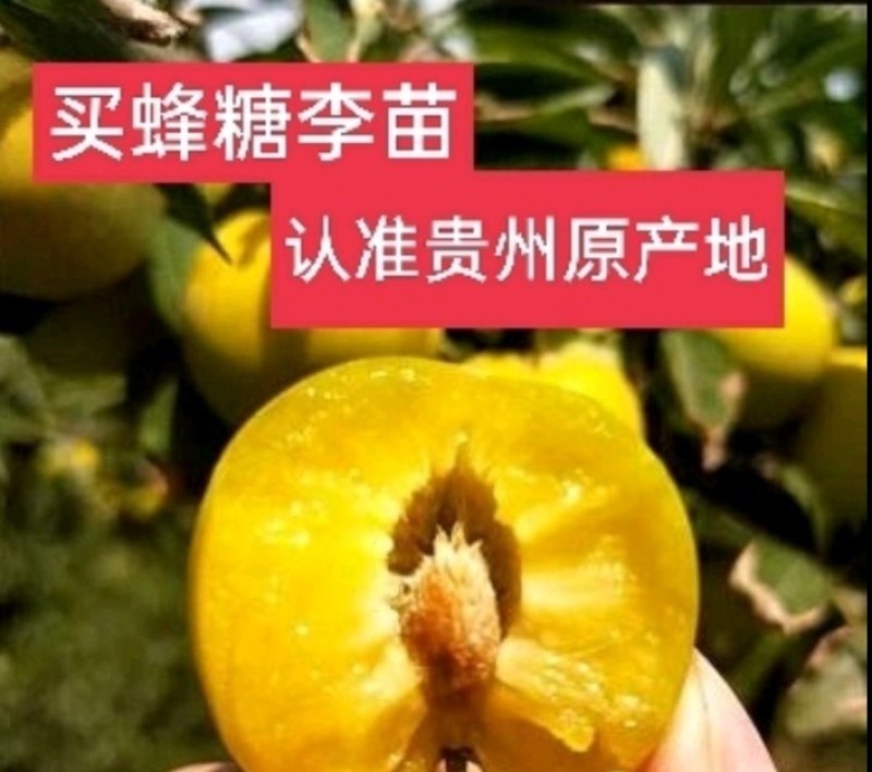 【蜂糖李树苗】又名龙李特甛产果率高不易开裂好种