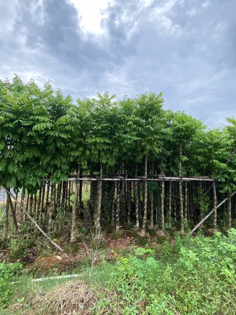 仁面子