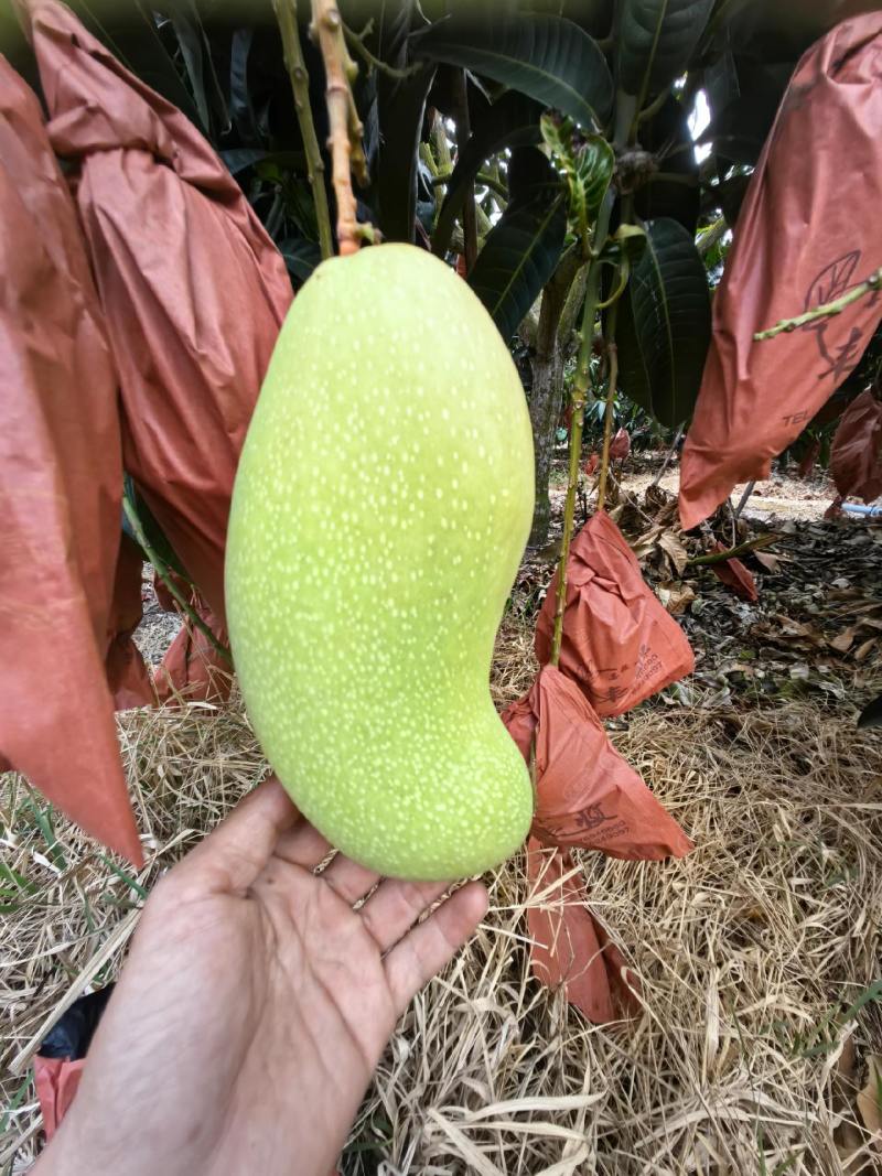 海南套袋金煌芒，口感好，欢迎大家与我联系合作共赢。