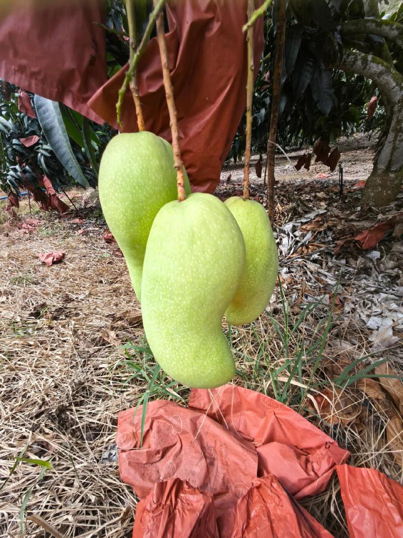 海南套袋金煌芒，口感好，欢迎大家与我联系合作共赢。