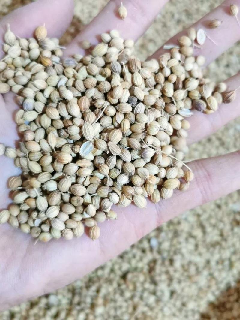 【包邮】香菜籽新货香菜籽香菜芫荽子芜茜子胡荽子香料调味卤