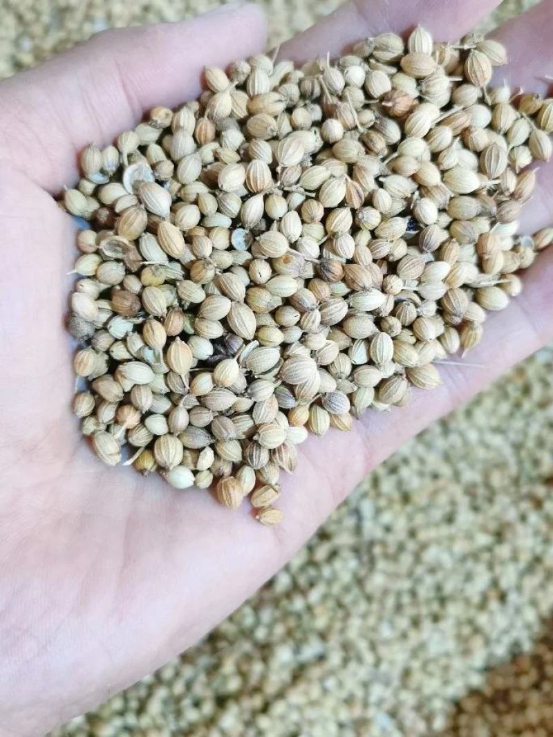 【包邮】香菜籽新货香菜籽香菜芫荽子芜茜子胡荽子香料调味卤