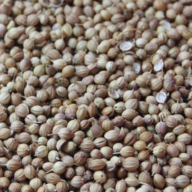 【包邮】香菜籽新货香菜籽香菜芫荽子芜茜子胡荽子香料调味卤