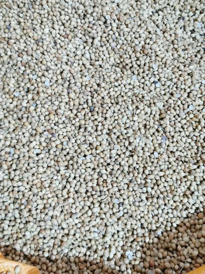 【包邮】香菜籽新货香菜籽香菜芫荽子芜茜子胡荽子香料调味卤