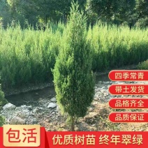 塔柏树苗松树苗侧柏树苗扁柏圆柏松树宝塔松龙柏苗柏树绿化四