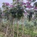 紫花风铃木