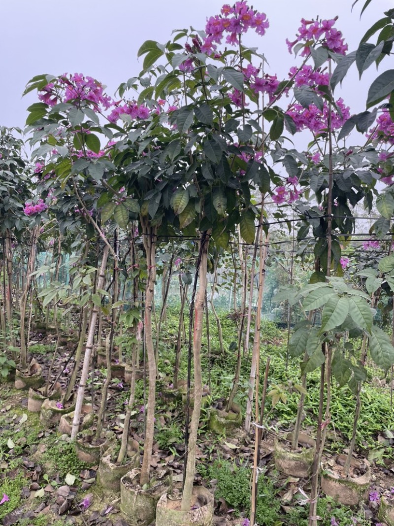 紫花风铃木
