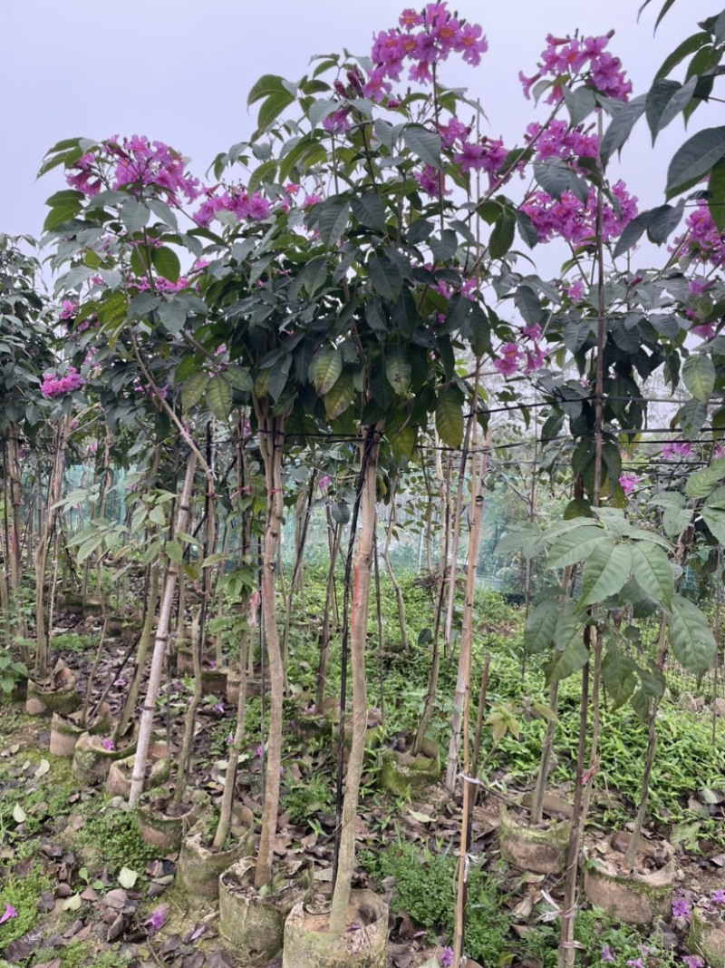 紫花风铃木