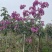 紫花风铃木