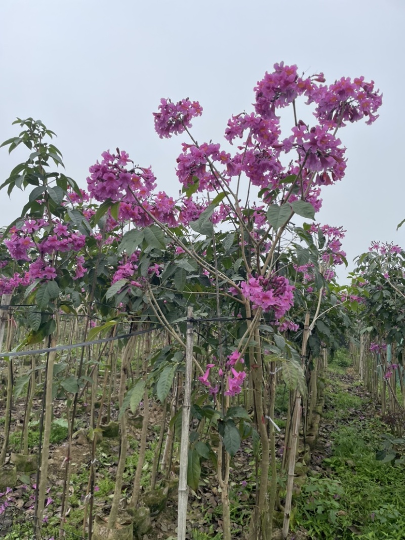 紫花风铃木