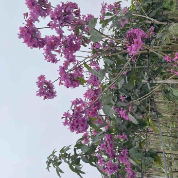 紫花风铃木