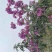 紫花风铃木