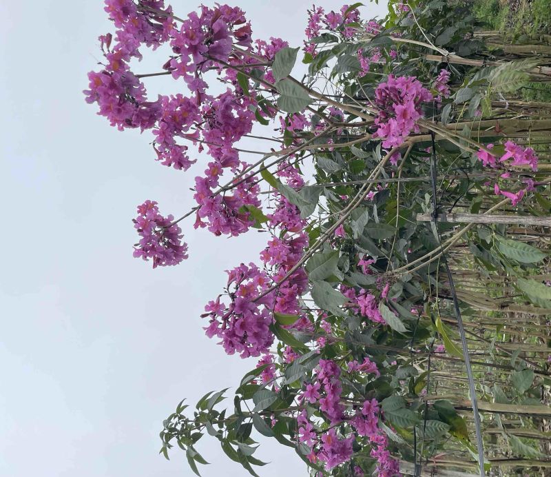 紫花风铃木