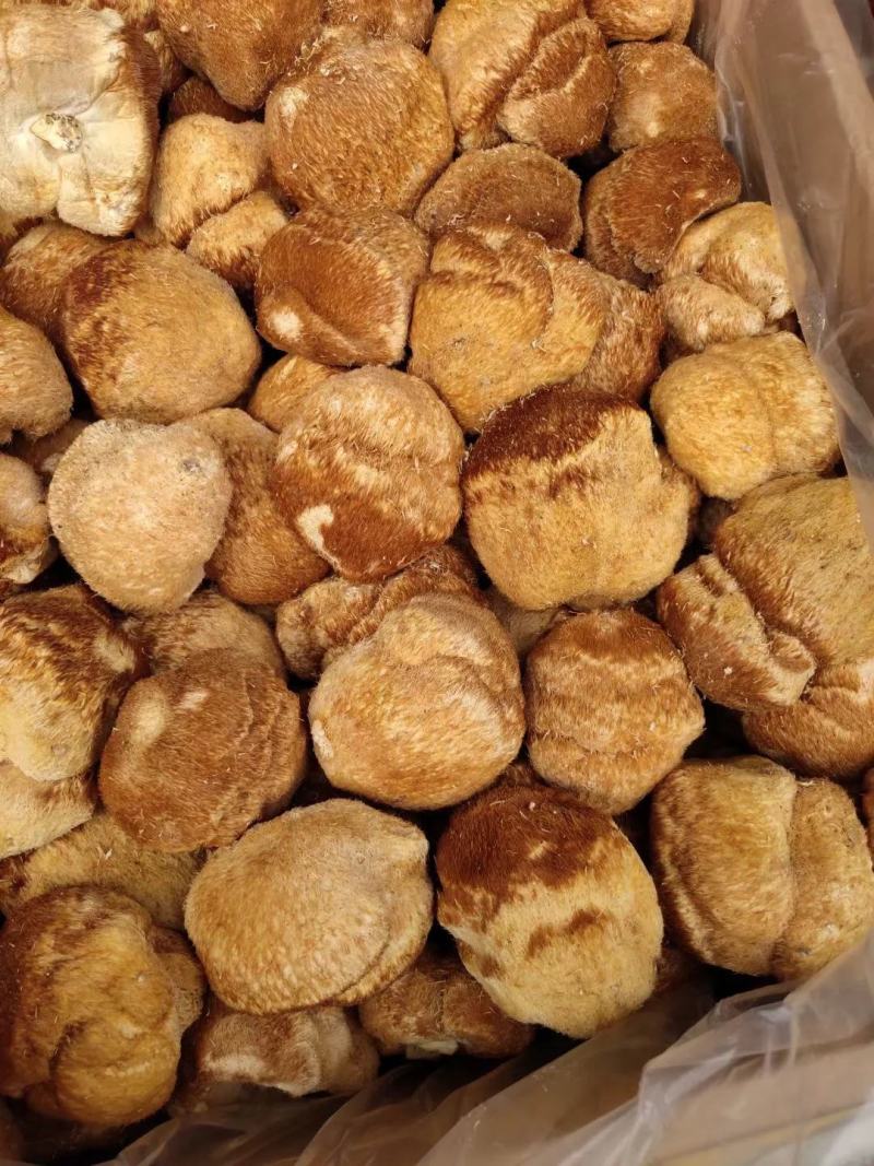 【包邮】猴头菇头茬猴头菇特产干货无硫野生新鲜菌菇煲汤食材