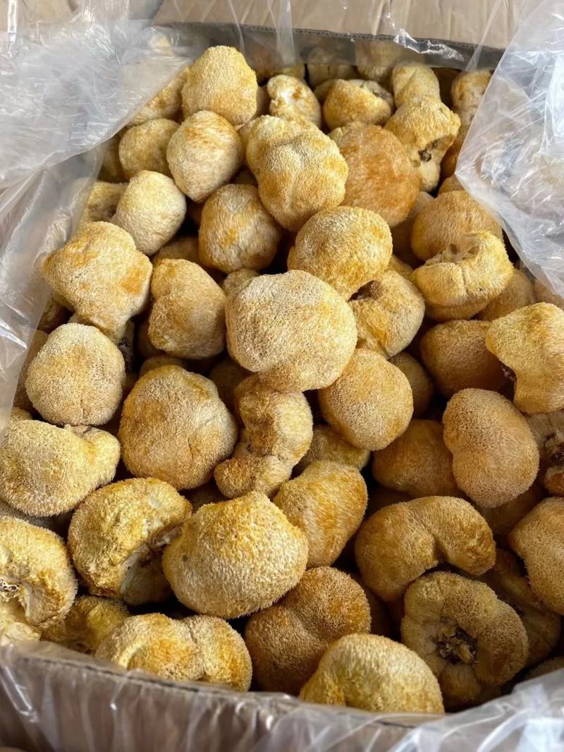 【包邮】猴头菇头茬猴头菇特产干货无硫野生新鲜菌菇煲汤食材