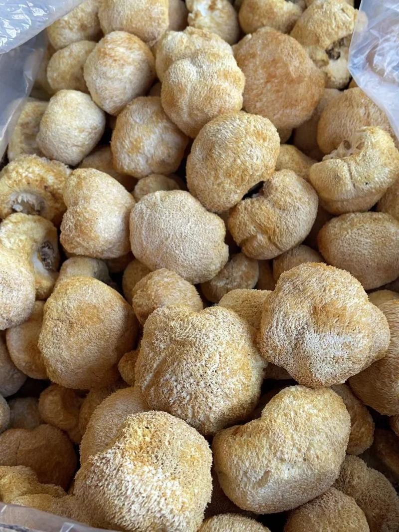 【包邮】猴头菇头茬猴头菇特产干货无硫野生新鲜菌菇煲汤食材