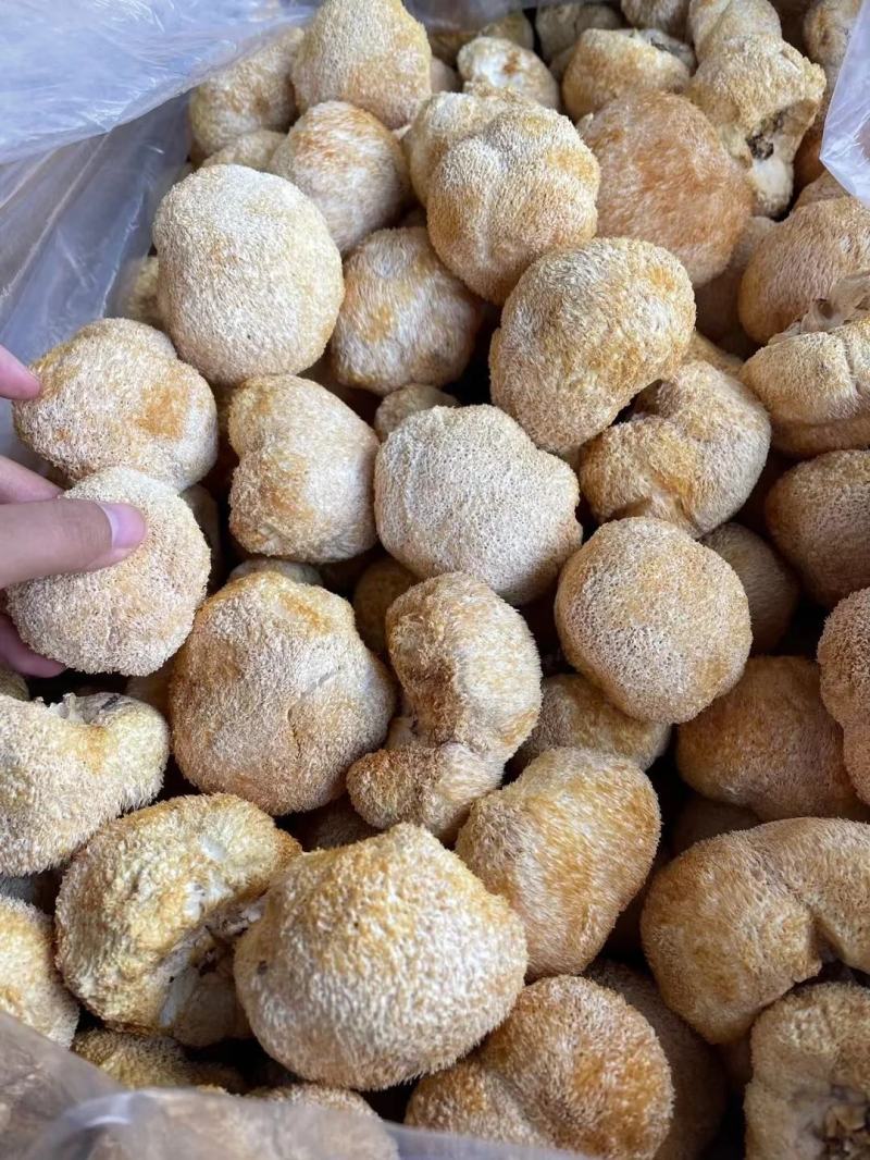 【包邮】猴头菇头茬猴头菇特产干货无硫野生新鲜菌菇煲汤食材