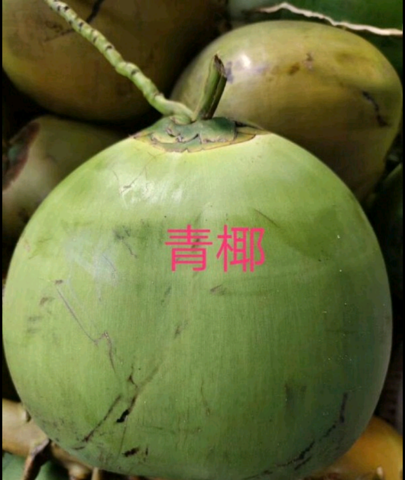 海南椰子，大量上市，青椰子对接全国各大市场，