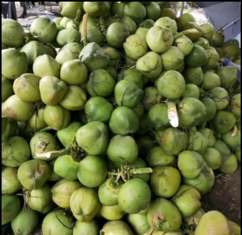 海南椰子，大量上市，青椰子对接全国各大市场，