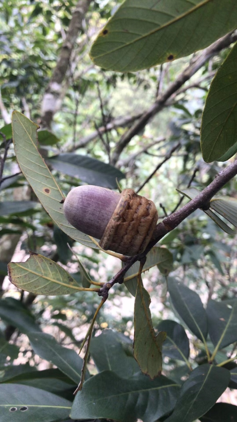 批发狗鞭果毛毛果猪仔粒各种规格鲜货干货生烘熟烘