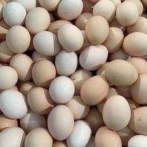 粉壳鸡蛋