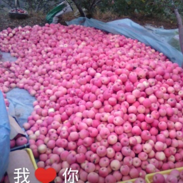五色糜子，黄糜子，油葵，荞麦，豆类，苹果，苦荞麦