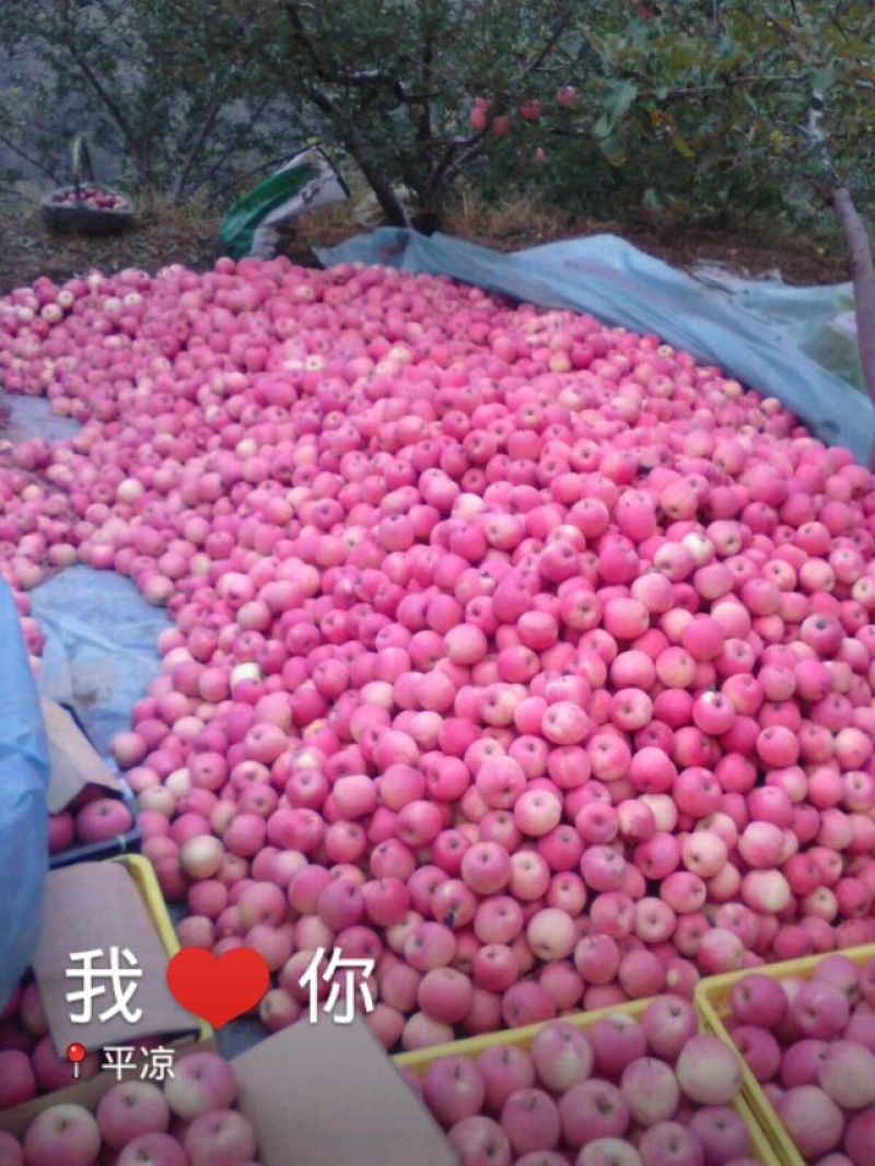 五色糜子，黄糜子，油葵，荞麦，豆类，苹果，苦荞麦