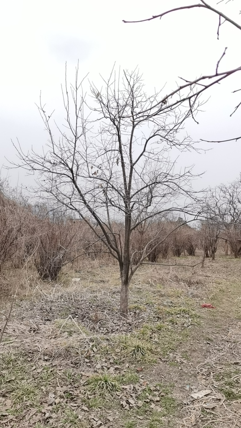 柿树8~10cm10~12cm4米以上