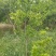 柿树8~10cm10~12cm4米以上