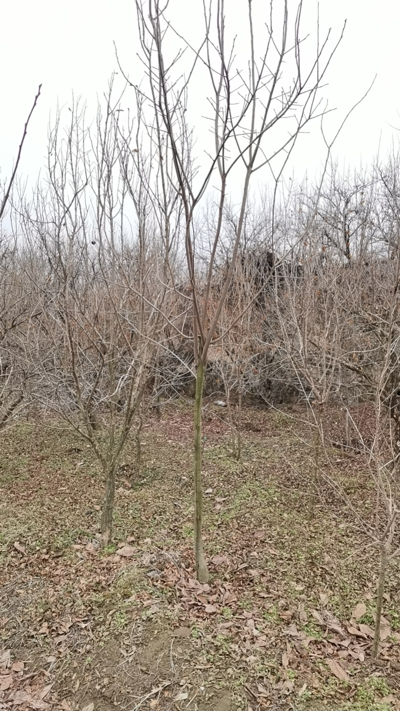 柿树8~10cm10~12cm4米以上