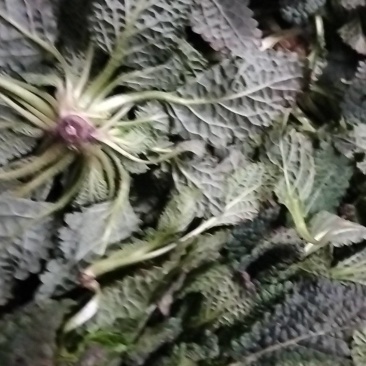 野菜蛤蟆草，荔枝草，现挖现发，产地直发保证质量